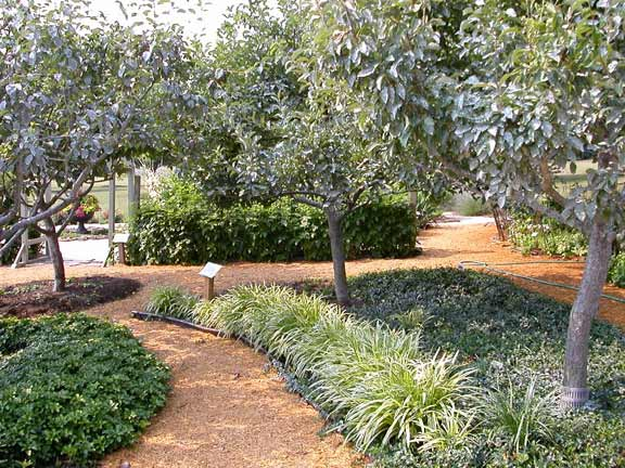 Fruit Trees — Loudoun County Master Gardeners