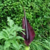 Amorphophallus Konjac blooms once June 10th and lasts only a few days. If you get up real close to smell the flower, it really stinks.