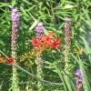 Blazing Star and Crocosmia plants