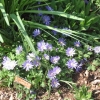 Anemones bloom very early spring