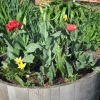 Bulb Barrel