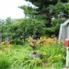 View of day lilies in front of shed
