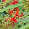 Bulb Crocosmia
