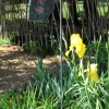 Bulb Sign With Iris