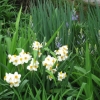 Daffodils