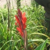 Canna Lily