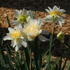 Double Tulips
