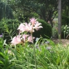 Naked Ladies