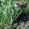 Summer Snowflake