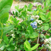 Blueberries in June