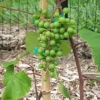 First Grapes June 15, 2009