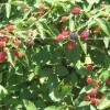Blackberries ripening