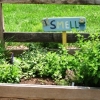 Photo of smell garden