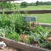 Photo of touch garden