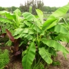 Banana Palm overview