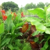 Canna lilies