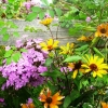 Picture of phlox and black-eyed Susan flowers