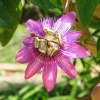 Passion Flower