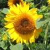 Close up photo of a sunflower bloom
