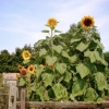 sunflowers-2012