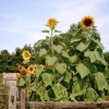 Tall sun flower plants