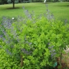 Baptisia