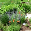 Poppies