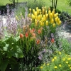 Red hot poker plants