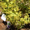 Wood spurge plant