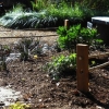 Newly planted area