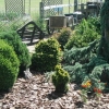Bench among the evergreens