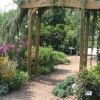 Pergola with weeping atlas cedar