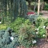 Nandina