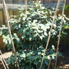 Camelia plant