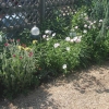 Primrose photo