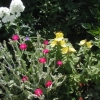 Rose Campion photo