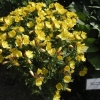 Yellow primrose plant