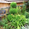 Boxwood shaped like topiary
