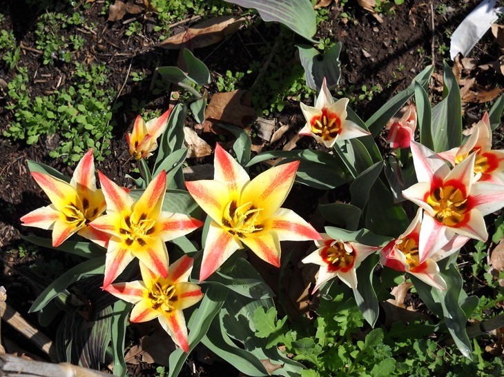 species-tulips-041411-sm