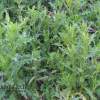 Canadian Thistle photo