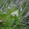 Garlic Mustard photo from VT