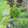 boxwood