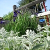 Siberian Iris and lamb's ear