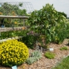 View of entire border plants
