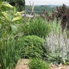 View of smoke tree and lamb's ear in bloom