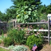 Purple coneflower and boxwood