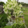 Fringe Tree in May 2009