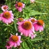 Close up photo of purple coneflower