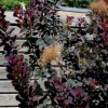 Smoke-tree