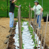 stakingpepperplants_may